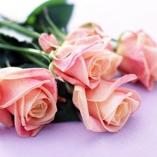 Схема вышивки «Розы»