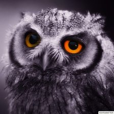 Схема вышивки «сова»