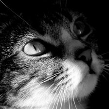 Схема вышивки «кот»