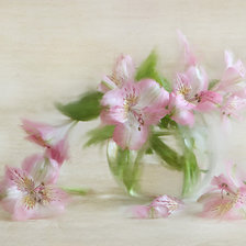 Схема вышивки «альстельмерия»