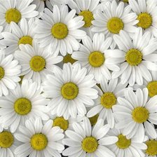 Схема вышивки «Ромашки»