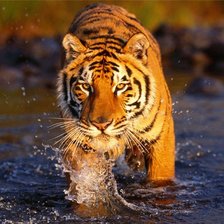 Схема вышивки «тигрюля»