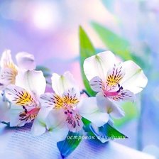 Схема вышивки «Орхидеи»