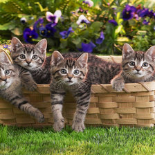 Схема вышивки «Котята»