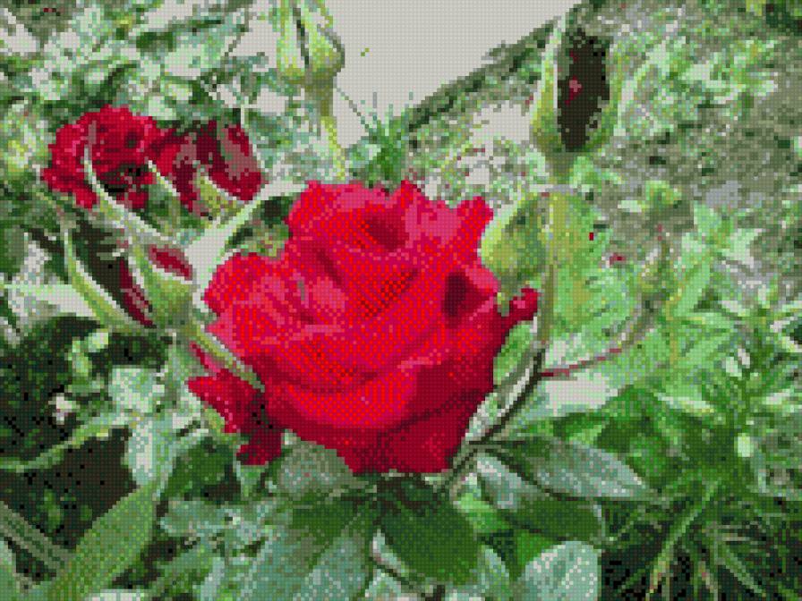 роза - предпросмотр