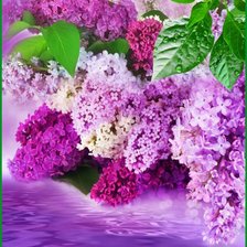 Схема вышивки «душистая сирень»