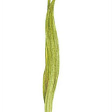 Схема вышивки «Цветы.Акварель»