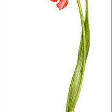 Схема вышивки «Цветы.Акварель»