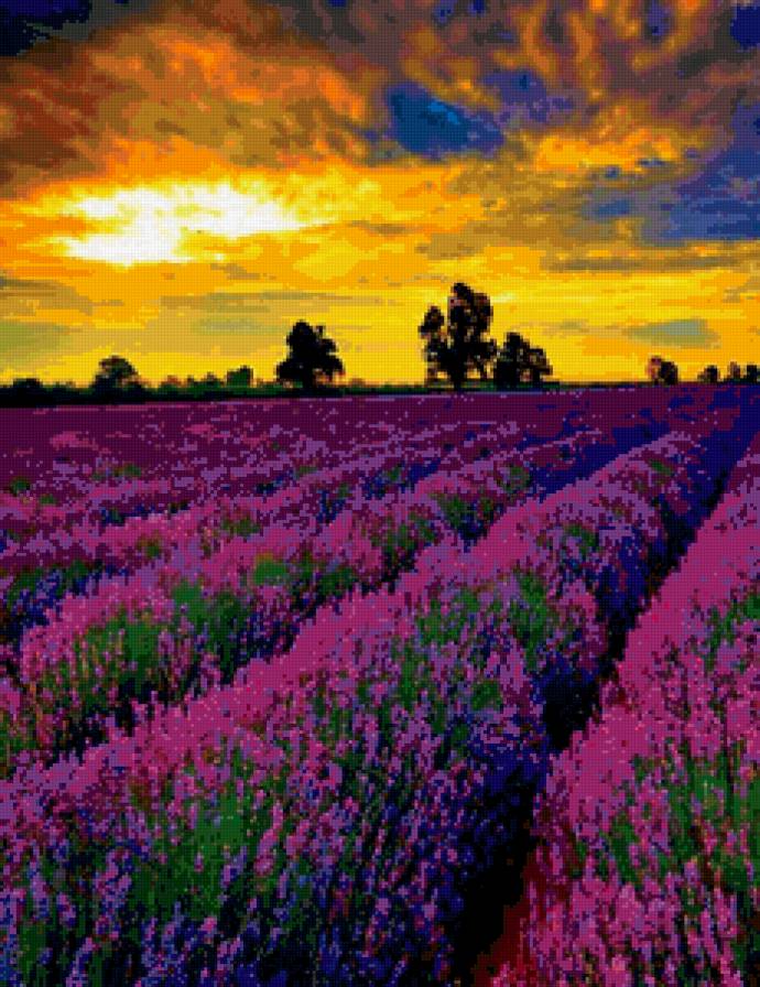 Лавандовое поле - закат, лето, поле, природа, лаванда - предпросмотр