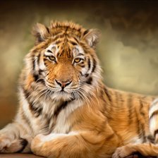 Схема вышивки «Тигр»