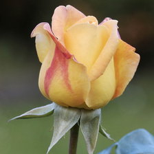 Схема вышивки «роза»