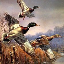 Схема вышивки «утки»