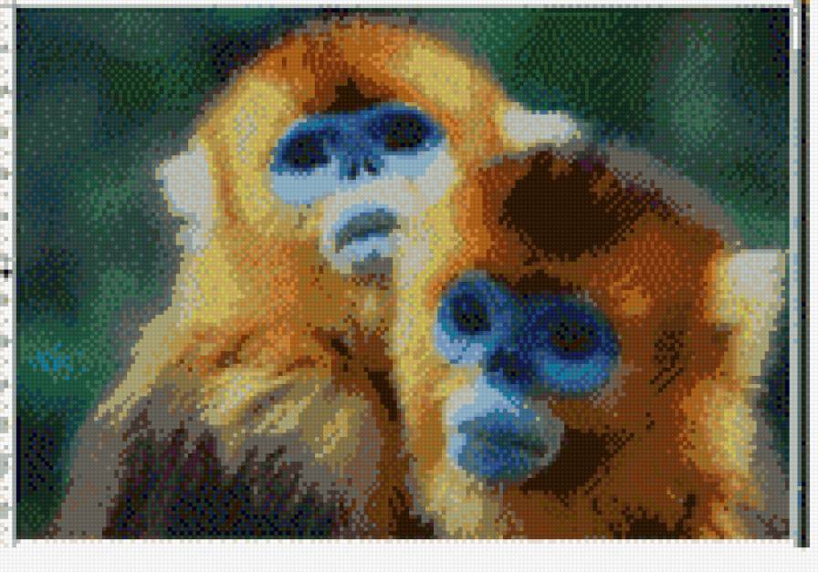 золотистые мартышки - приматы., обезьяны, мартышки - предпросмотр