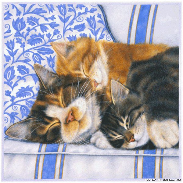 коты - оригинал