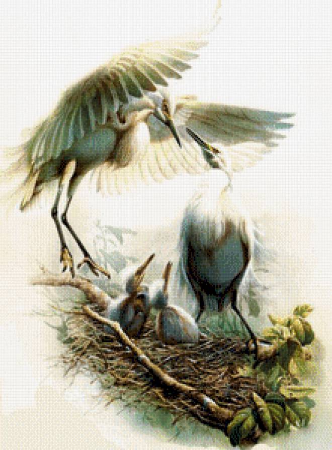 аисты - предпросмотр