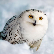 Схема вышивки «полярная сова»