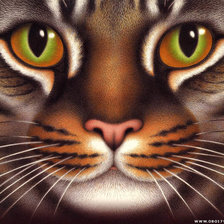 Схема вышивки «Кошачья мордаха»