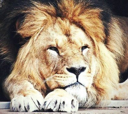 лев на отдыхе - животные, лев, кошки - оригинал
