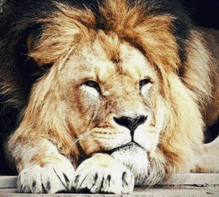 лев на отдыхе - кошки, лев, животные - предпросмотр