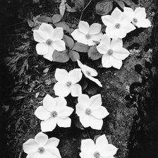 Схема вышивки «№599472»