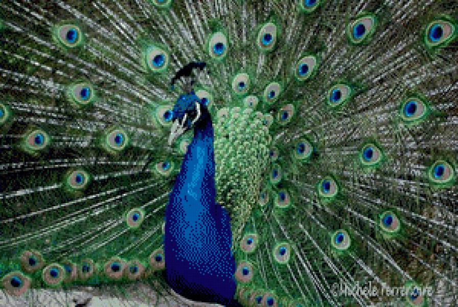 павлин - птица, животные, павлин - предпросмотр