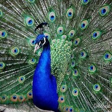 Схема вышивки «павлин»