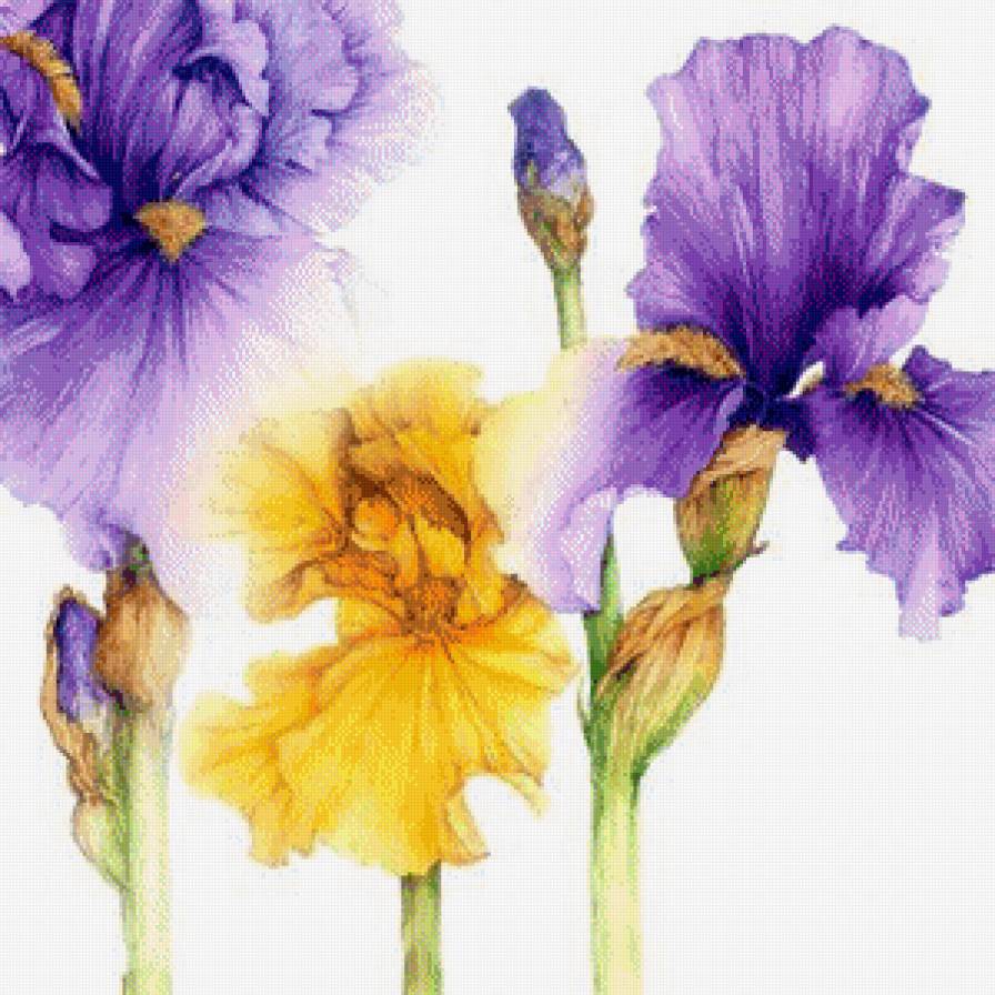 Ирисы.Акварель - цветы, джен харбон, акварель, живопись, букеты - предпросмотр