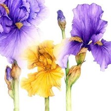 Схема вышивки «Ирисы.Акварель»