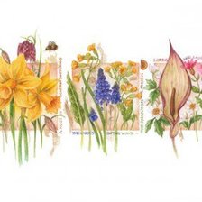 Схема вышивки «Цветы.Акварель»