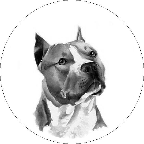 соба - амстафф, собака - оригинал