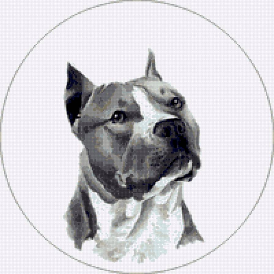 соба - амстафф, собака - предпросмотр