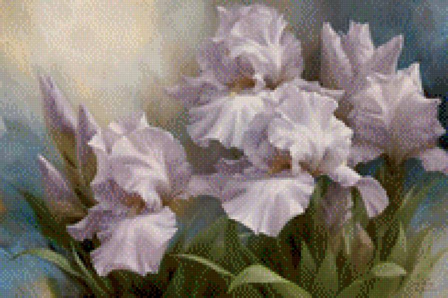 ирисы - ирисы, белые цветы, цветы - предпросмотр