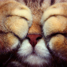 Схема вышивки «котёночек»