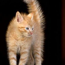 Схема вышивки «котёночек»