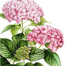 Схема вышивки «№600402»