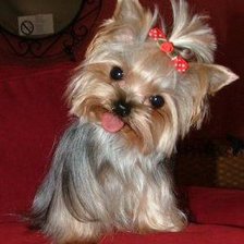 Йоркширский терьер