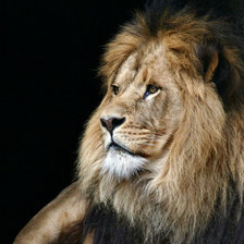 Схема вышивки «лев»