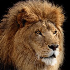 Схема вышивки «лев»