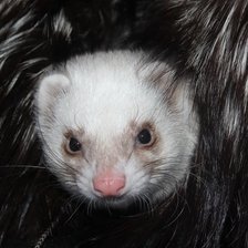 Схема вышивки «Хорёк в чернобурке»