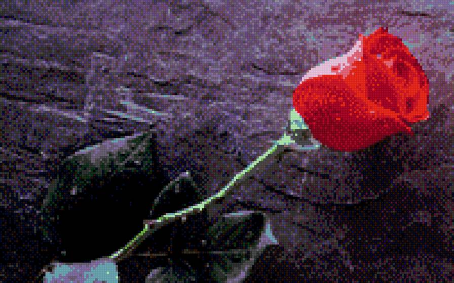 роза - предпросмотр