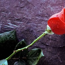 Схема вышивки «роза»