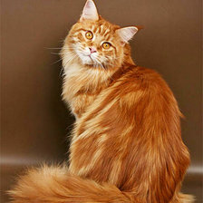 Схема вышивки «Тигрик»