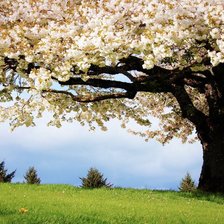 Схема вышивки «природа»