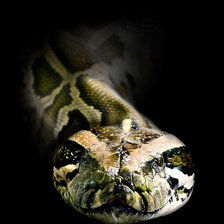 Схема вышивки «Питон»