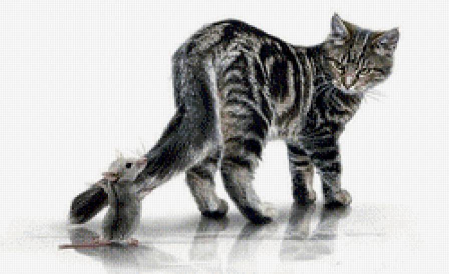 Кошки-мышки - коты, животные, природа, кошка, мышь - предпросмотр