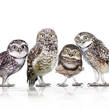 Схема вышивки «Веселые друзья»