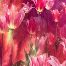 Схема вышивки «Carol Cavalaris»