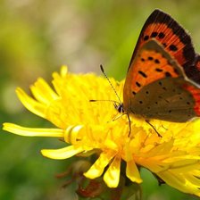 Схема вышивки «одуванчик»