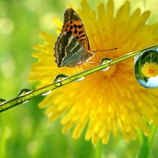 Схема вышивки «од»