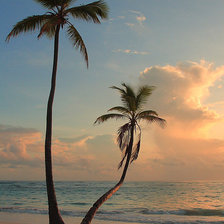 Схема вышивки «Пальмы»